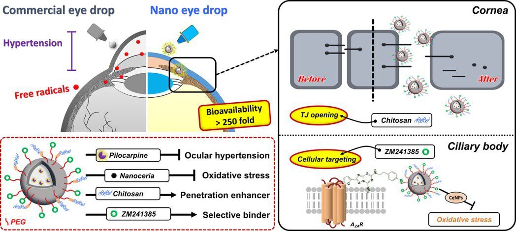 長庚大學研發「雙功能長效型奈米載體｣ 可持續精準給藥治療青光眼-4.jpg